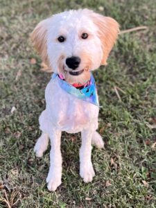 haley chapin's dog dolly pawton